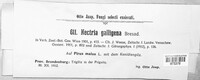 Neonectria ditissima image